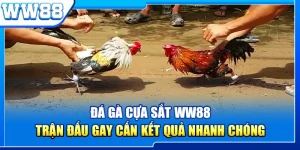 Đá Gà Cựa Sắt WW88 - Trận Đấu Gay Cấn Kết Quả Nhanh Chóng