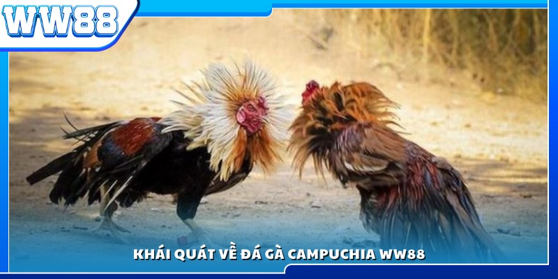 Tìm hiểu sơ lược về hình thức đá gà Campuchia WW88