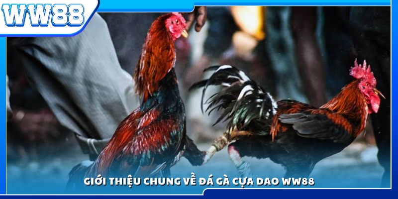 Giới thiệu chung về đá gà cựa dao WW88