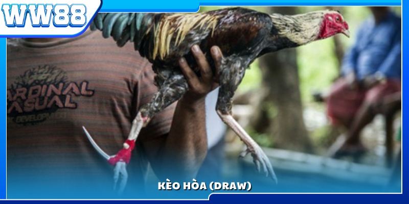 Loại cược kết quả hòa trong đá gà cựa dao