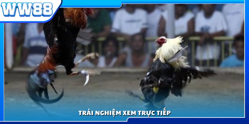 Theo dõi trận đấu qua truyền hình trực tiếp