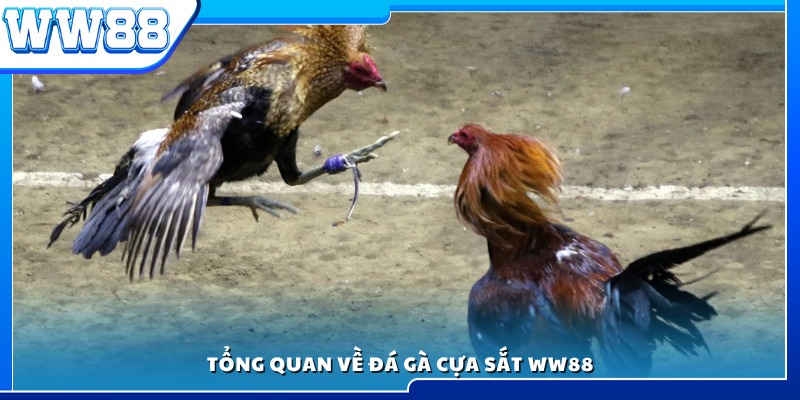 Giới thiệu khái quát về đá gà cựa sắt tại WW88