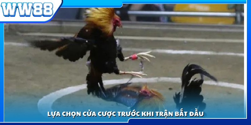 Chọn cửa cược phù hợp trước khi gà ra sân