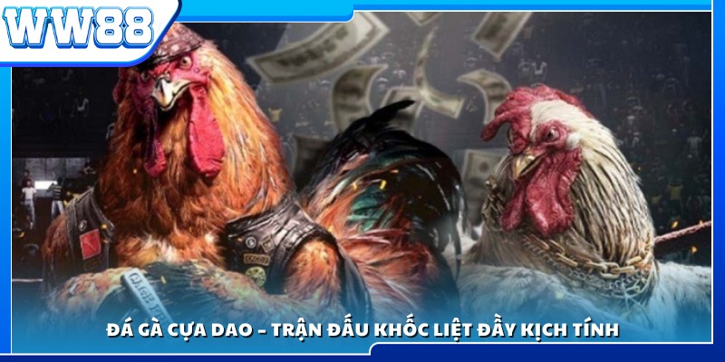 Đá gà cựa dao – Những trận đấu gây cấn